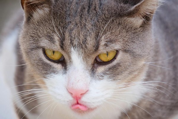 Die vor- und nachteile von treueprogrammen im detail